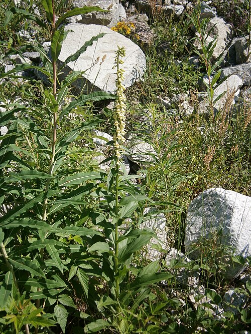 Straw foxglove: Digitalis lutea
