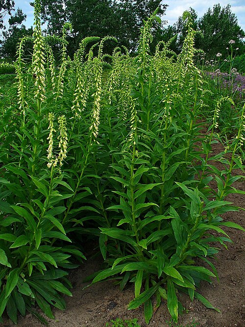 Straw foxglove: Digitalis lutea , Plantaginaceae, Yellow Foxglove, habitus. The leaves are used in homeopathy as remedy: Digitalis lutea
