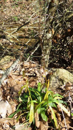 Straw foxglove (Digitalis lutea)