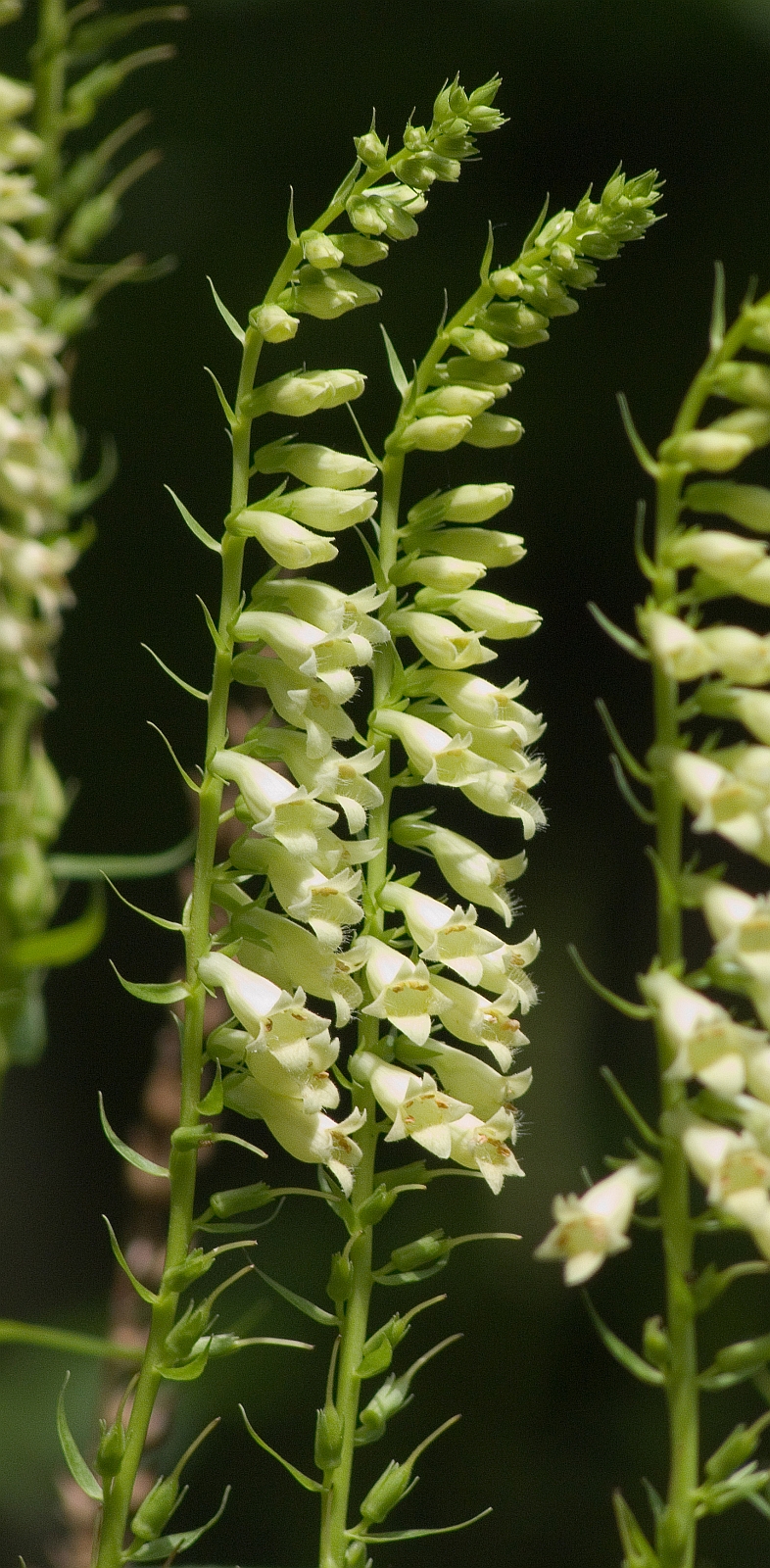 Straw foxglove: Digitalis lutea , Hohenlohe, Germany