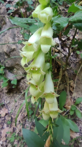 Straw foxglove (Digitalis lutea)