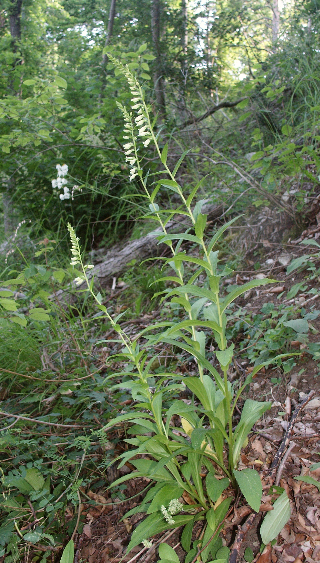 Straw foxglove: Digitalis lutea , Hohenlohe, Germany