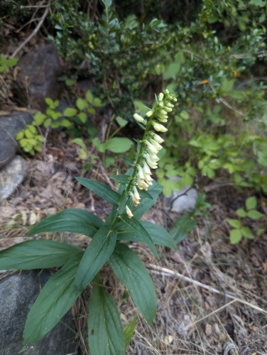 Straw foxglove (Digitalis lutea)