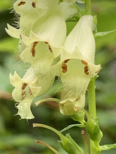 Straw foxglove (Digitalis lutea)
