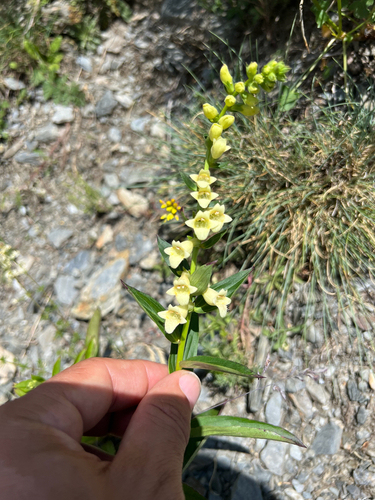 Straw foxglove (Digitalis lutea)