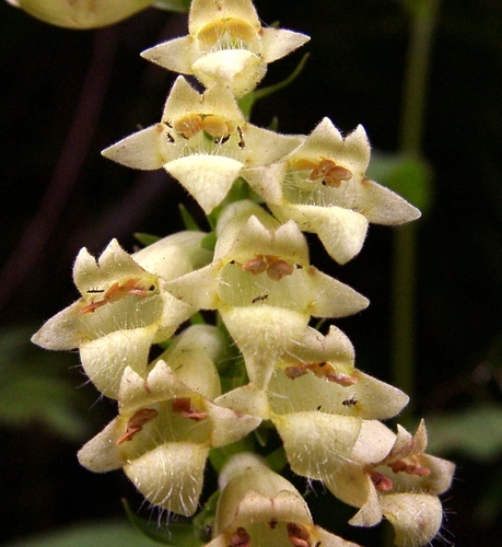 Straw foxglove (Digitalis lutea)