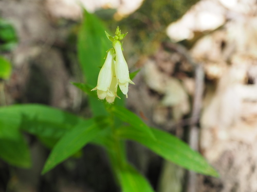 Straw foxglove (Digitalis lutea)