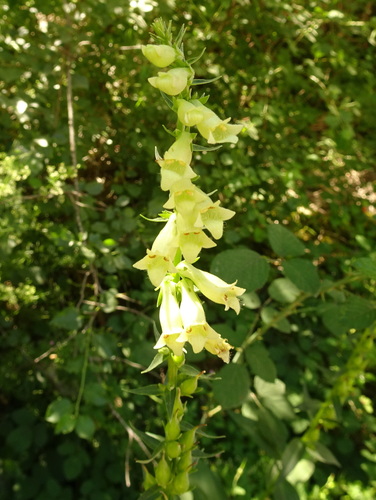 Straw foxglove (Digitalis lutea)