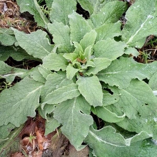 Foxglove (Digitalis purpurea)