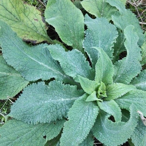 Foxglove (Digitalis purpurea)