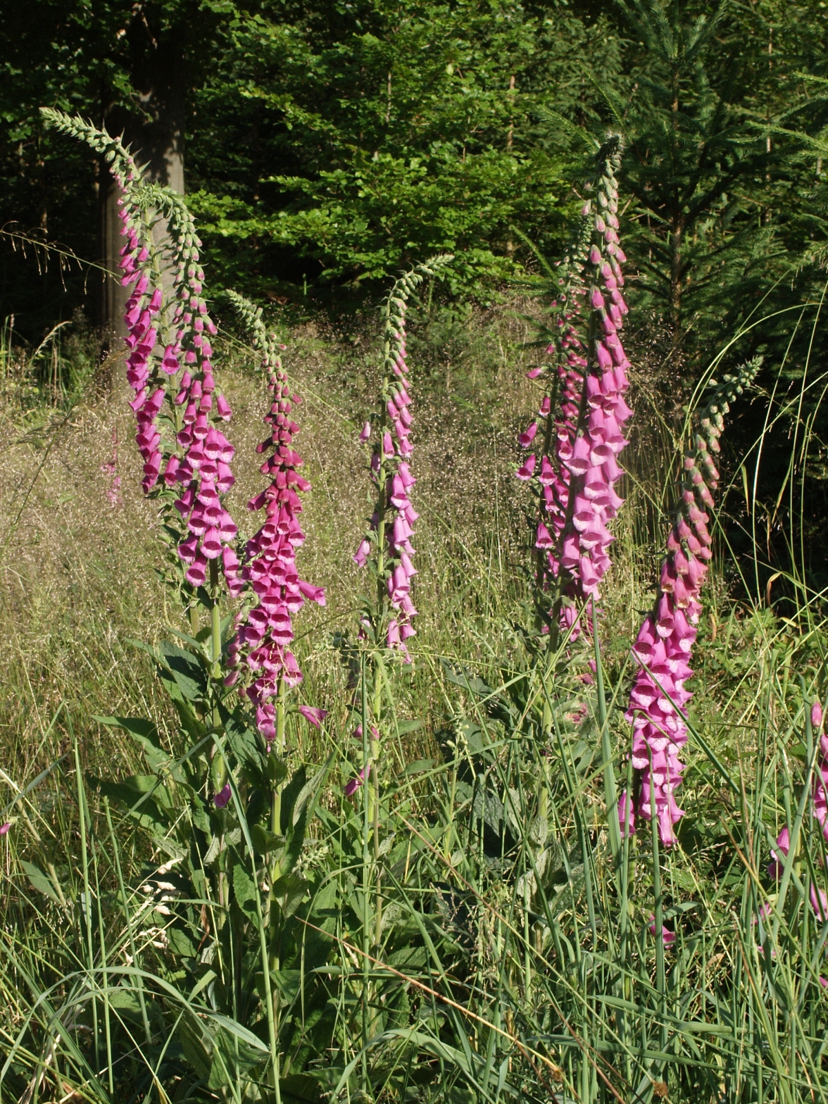 Foxglove: Digitalis purpurea , Schwäbisch-Fränksiche Waldberge, Deutschland