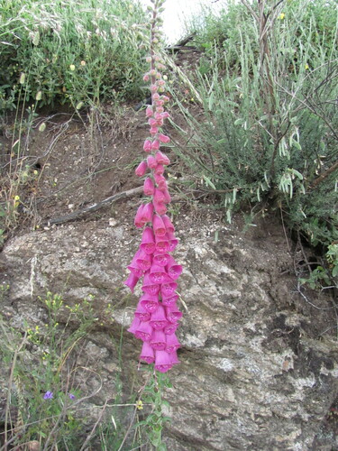 Foxglove