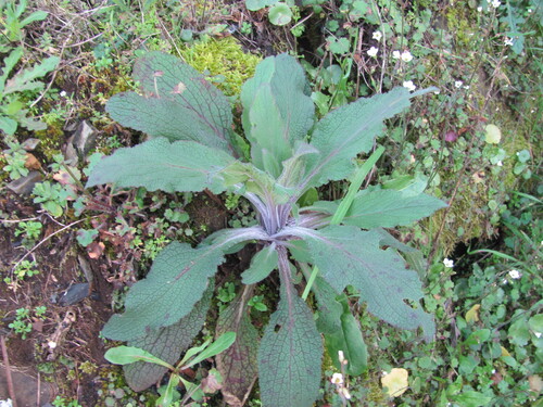Foxglove (Digitalis purpurea)