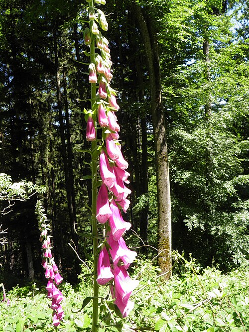 Foxglove: Digitale pourpre ( Digitalis purpurea ) (Bas-Rhin, France).