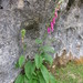 Foxglove (Digitalis purpurea)