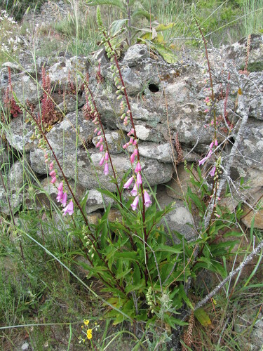 Foxglove (Digitalis purpurea)