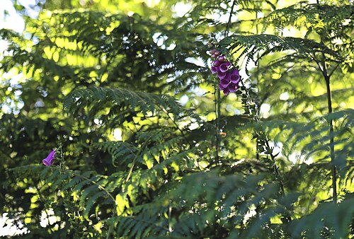 Foxglove: Digitalis purpurea , alternatively foxglove, common foxglove, purple foxglove or lady's glove, with ferns in roadside verge vegetation in the Nuthurst civil par