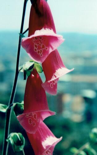 Foxglove (Digitalis purpurea)