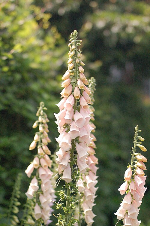 Foxglove: Digitalis
