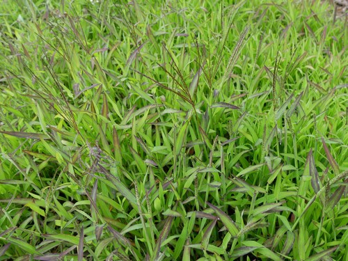 Hairy crabgrass (Digitaria sanguinalis)