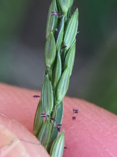 Hairy crabgrass