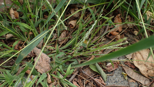 Hairy crabgrass (Digitaria sanguinalis)