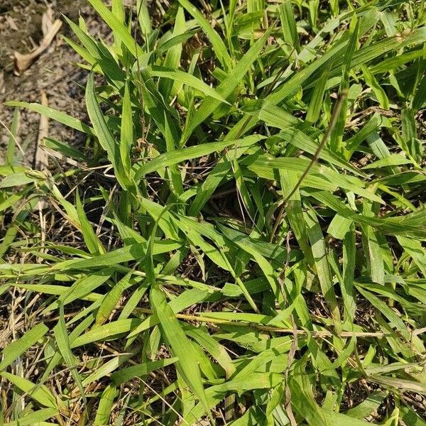 Hairy crabgrass (Digitaria sanguinalis)