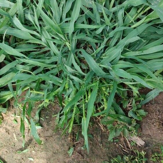 Hairy crabgrass (Digitaria sanguinalis)