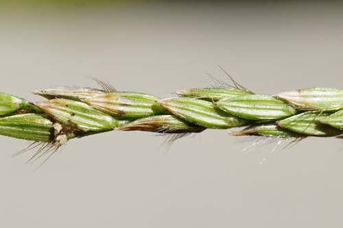 Hairy crabgrass (Digitaria sanguinalis)
