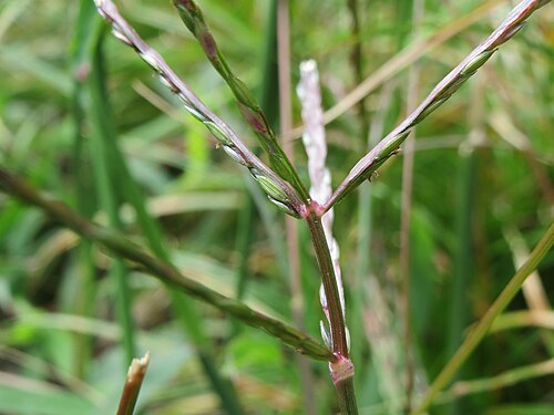 Hairy crabgrass: Blutrote Fingerhirse ( Digitaria sanguinalis ) im Schwetzinger Hardt