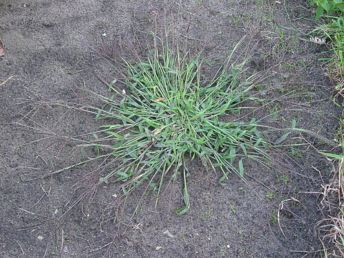 Hairy crabgrass: Digitaria sanguinalis spikes