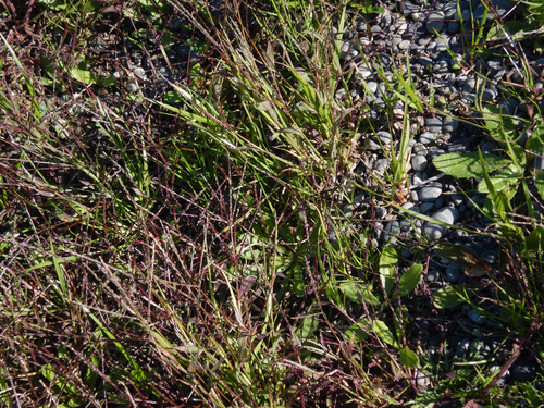 Hairy crabgrass (Digitaria sanguinalis)