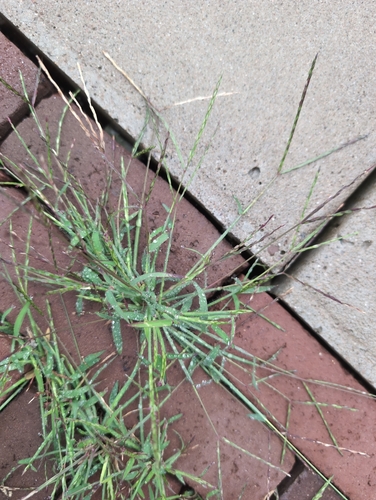 Hairy crabgrass (Digitaria sanguinalis)