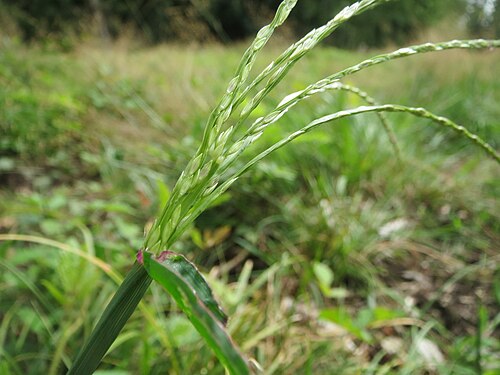 Hairy crabgrass: Blutrote Fingerhirse ( Digitaria sanguinalis ) im Schwetzinger Hardt