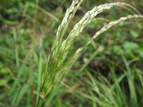 Hairy crabgrass: Blutrote Fingerhirse ( Digitaria sanguinalis ) im Schwetzinger Hardt