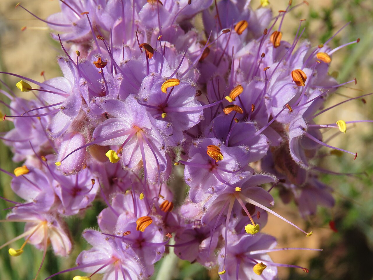 Dilatris ixioides: Dilatris ixioides, on 5 October 2019, opposite the road of Algeria Campsite, Uitkykrivier Valley, Cederberg, Western Cape province of South Africa