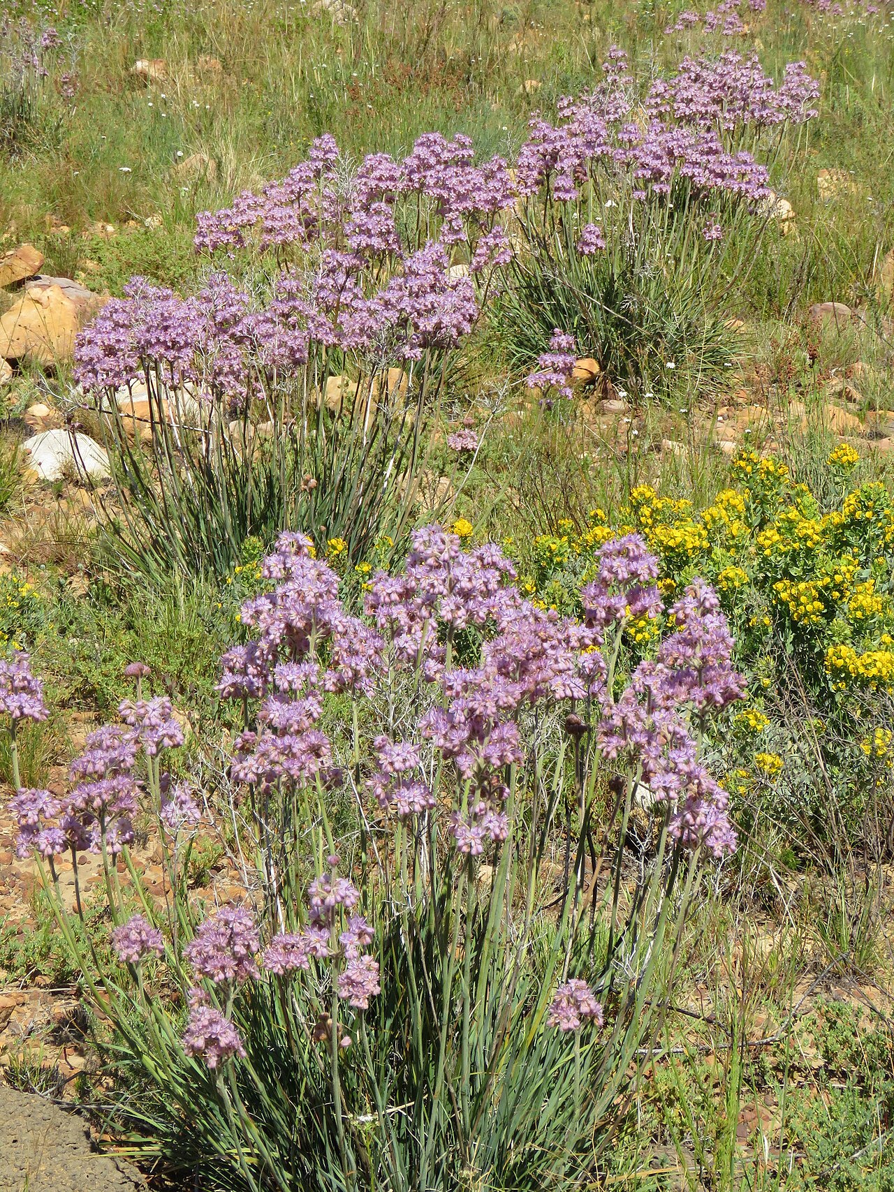 Dilatris ixioides: Dilatris ixioides, on 5 October 2019, opposite the road of Algeria Campsite, Uitkykrivier Valley, Cederberg, Western Cape province of South Africa