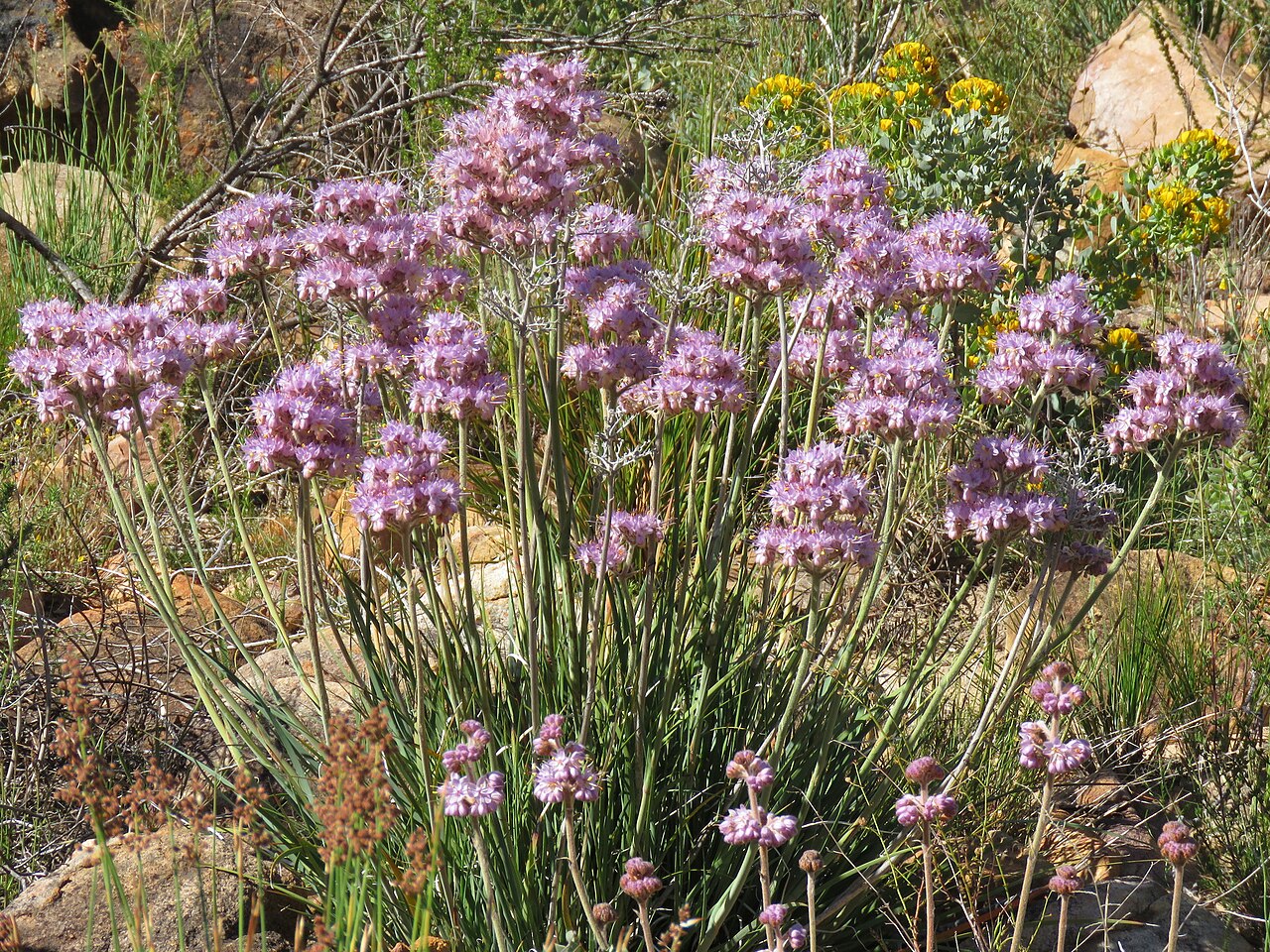 Dilatris ixioides: Dilatris ixioides, on 5 October 2019, opposite the road of Algeria Campsite, Uitkykrivier Valley, Cederberg, Western Cape province of South Africa