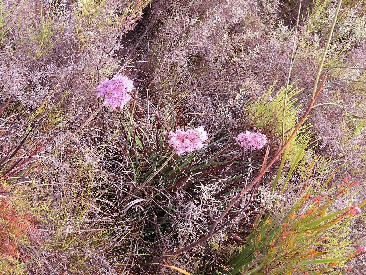 Dilatris ixioides: Dilatris ixioides Lam. Haemodoraceae.
