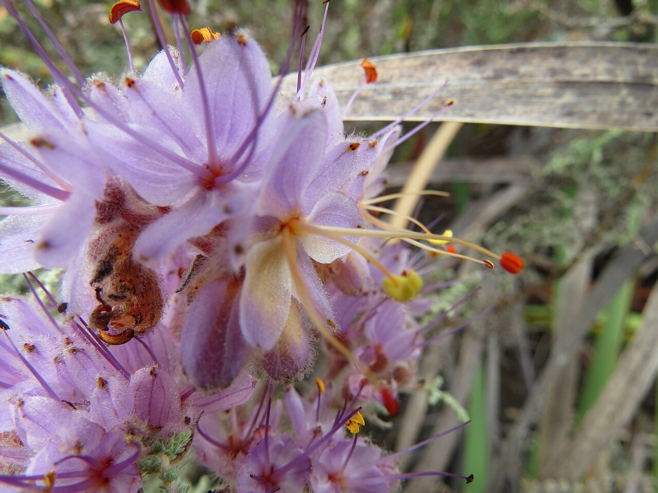 Dilatris ixioides: Dilatris ixioides Lam. Haemodoraceae.