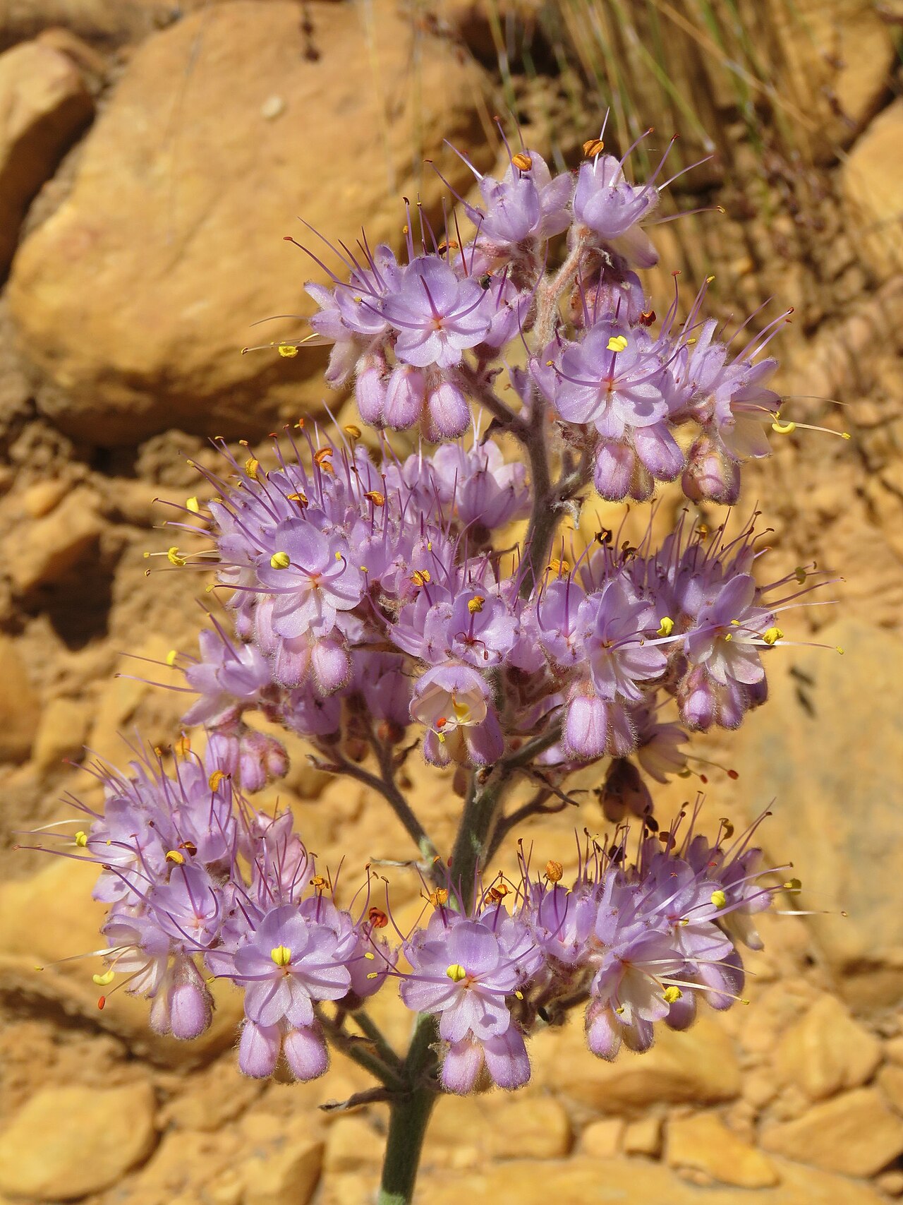 Dilatris ixioides: Dilatris ixioides, on 5 October 2019, opposite the road of Algeria Campsite, Uitkykrivier Valley, Cederberg, Western Cape province of South Africa
