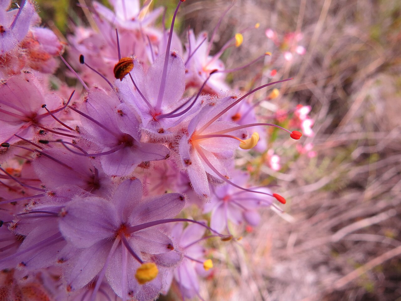 Dilatris ixioides: Dilatris ixioides Lam. Haemodoraceae.