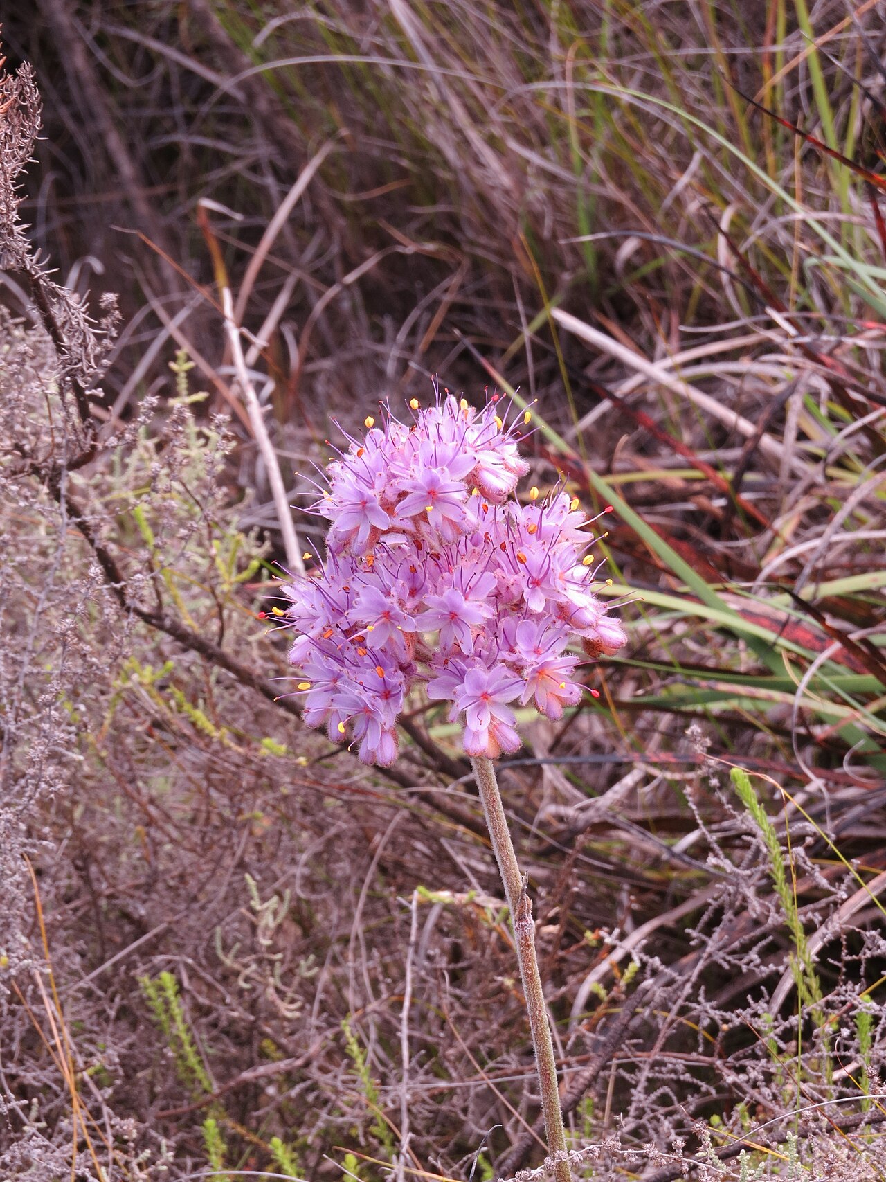 Dilatris ixioides: Dilatris ixioides Lam. Haemodoraceae.