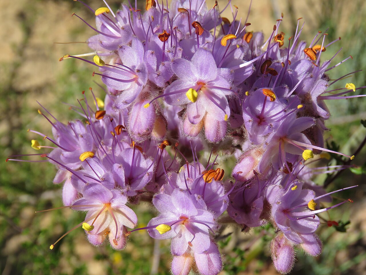 Dilatris ixioides: Dilatris ixioides, on 5 October 2019, opposite the road of Algeria Campsite, Uitkykrivier Valley, Cederberg, Western Cape province of South Africa