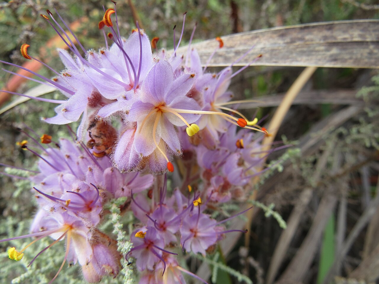 Dilatris ixioides: Dilatris ixioides Lam. Haemodoraceae.