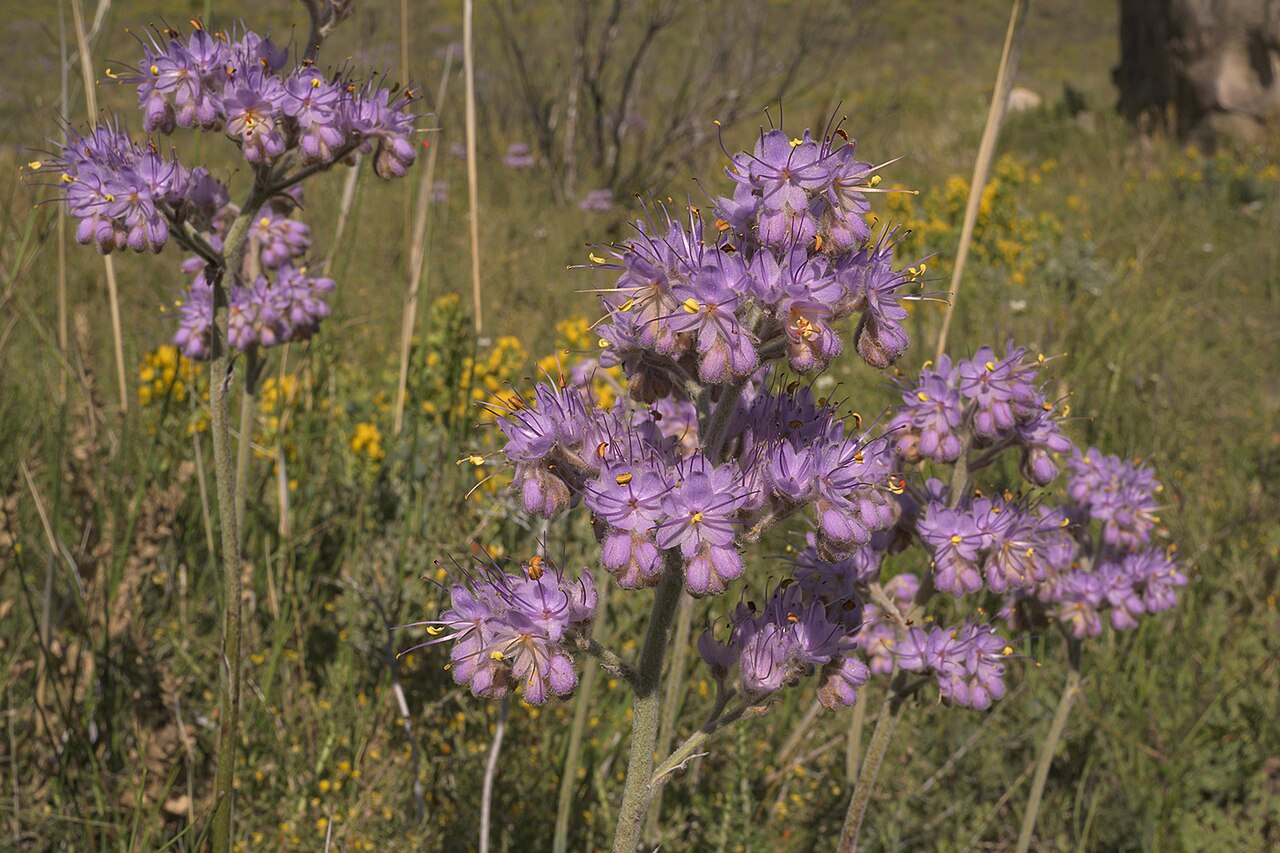 Dilatris ixioides: Dilatris ixioides, on 5 October 2019, opposite the road of Algeria Campsite, Uitkykrivier Valley, Cederberg, Western Cape province of South Africa