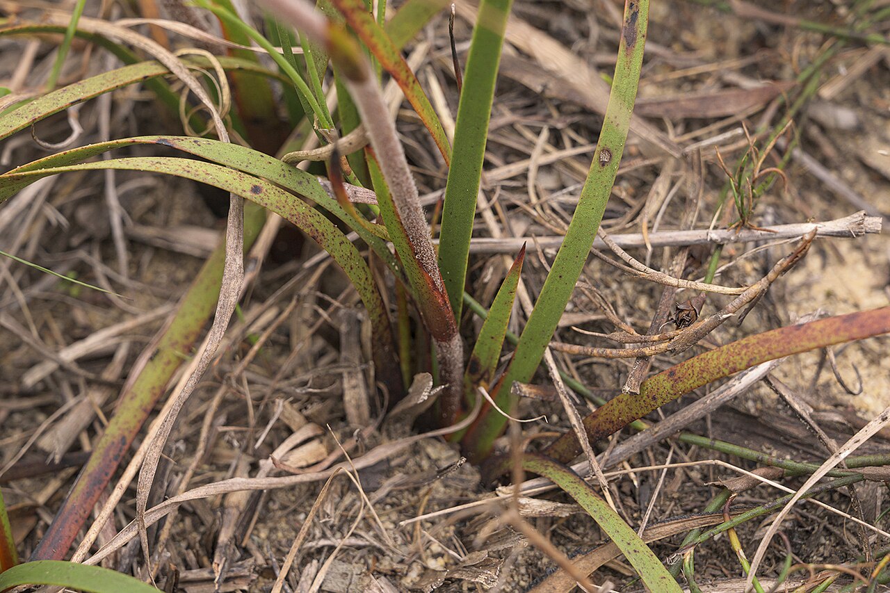 Dilatris pillansii: Dilatris pillansii, photographed by Ronald Flipphi, on 17 October 2019, at Fernkloof Nature Reserve, Hermanus, Western Cape province of South Africa