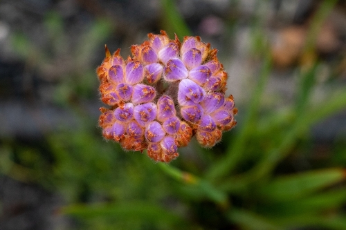 Dilatris pillansii (Dilatris pillansii)