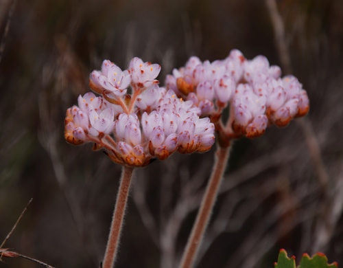 Dilatris pillansii (Dilatris pillansii)