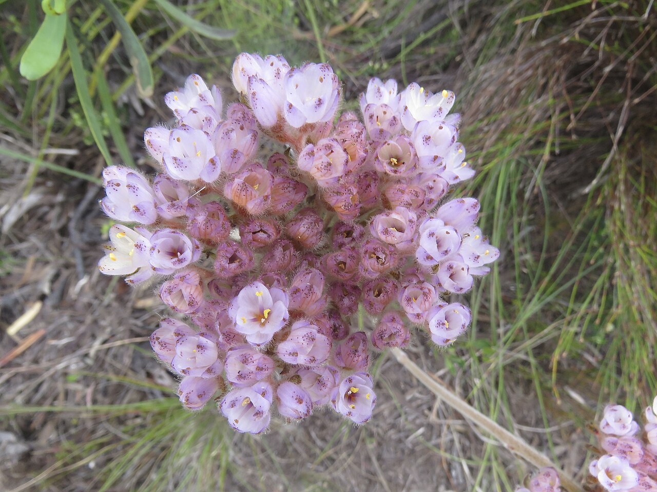 Dilatris pillansii: Dilatris pillansii, photographed by Ronald Flipphi, on 17 October 2019, at Fernkloof Nature Reserve, Hermanus, Western Cape province of South Africa